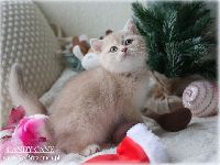 /candycane