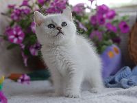 /leila
