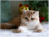 /paloma