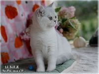 /lukier