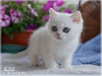 /kenji