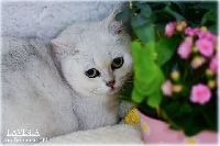 /lavinia
