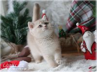 /candycane