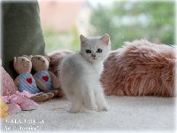 /galadriela