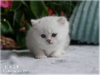 /lukier