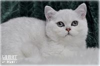 /gilbert