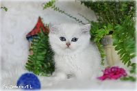 /gilbert