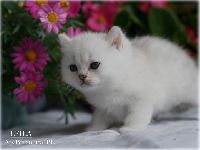 /leila
