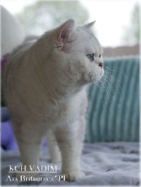 /vadim