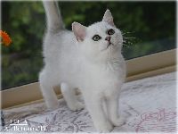 /leila