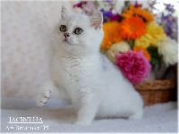 /jacintha