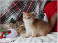 /christmas