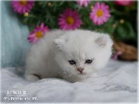 /lukier
