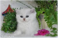 /gilbert