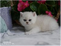 /jasmine