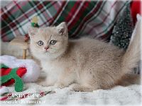/candycane