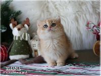 /yliana