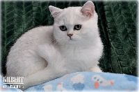 /gilbert