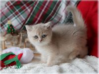 /candycane