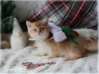 /christmas