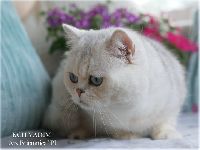 /vadim