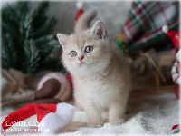 /candycane