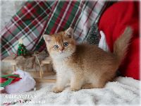 /christmas