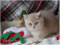 /candycane