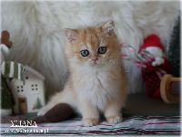 /yliana