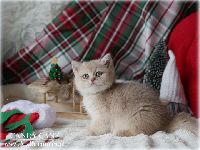 /candycane