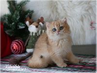 /yliana