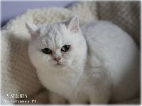 /valeria