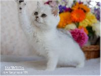 /jacintha