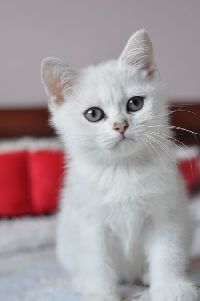 /mdmmia