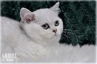 /gilbert