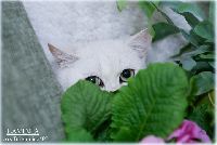 /lavinia