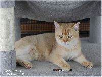 /napoleon