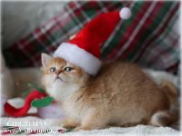 /christmas