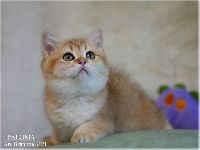 /paloma