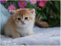 /iacob