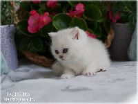 /jacintha