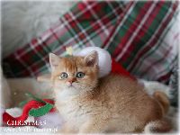 /christmas