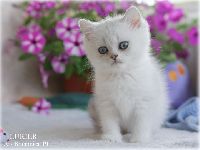 /lukier
