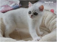/klemens