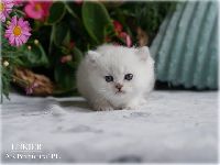 /lukier