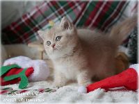 /candycane