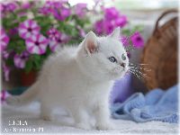 /leila