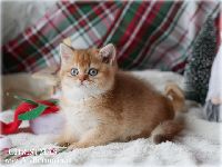 /christmas