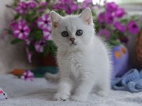 /leila