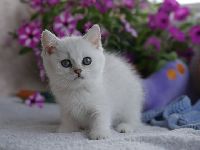 /leila